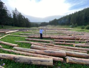 Ardahan Göle İlçesinde Ağaç Kesimi