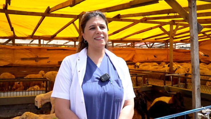 Kurbanlık Seçiminde Dikkat Edilmesi Gereken Detaylar