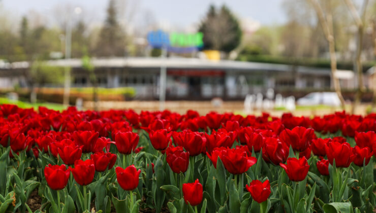 Bursa’da Parklar Lale ve Çiçekler İle Renklendi
