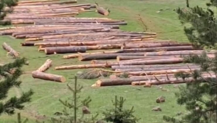 Köprülü Derneği’nden Ağaç Kesimine Tepki
