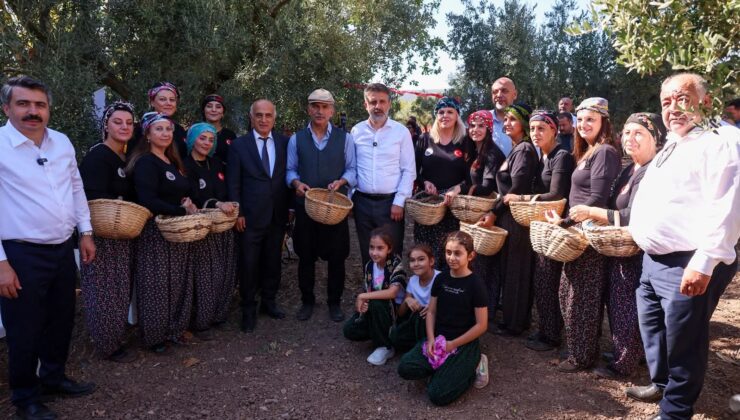 Bursa’nın zeytin mirası Gemlik ve Orhangazi’de yaşatılıyor